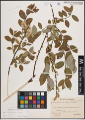 Foto von Salix aurita L. x Salix caprea L. x Salix repens L.
